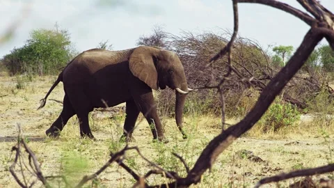 African elephant side profile walking across savanna habitat Stock Footage 272202691