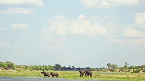 African elephant side profile walking across savanna habitat Stock Footage 272204450