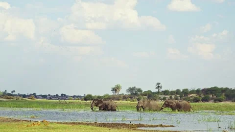 African elephant side profile walking across savanna habitat Stock Footage 272204788