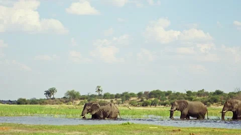 African elephant side profile walking across savanna habitat Stock Footage 272206445