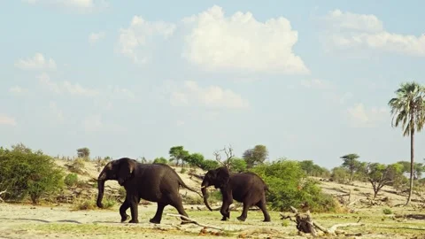 African elephant side profile walking across savanna habitat Video stock 272209027