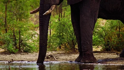 African elephant side profile walking across savanna habitat Stock Footage 272216284