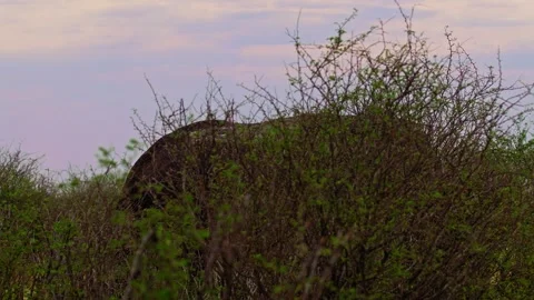 African elephant side profile walking across savanna habitat Stock Footage 272229624