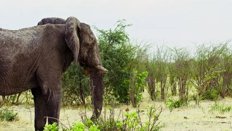 African elephant side profile walking across savanna habitat 库存影片 272230994