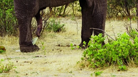 African elephant side profile walking across savanna habitat 库存影片 272231149
