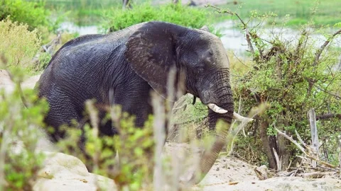 African elephant side profile walking across savanna habitat Stock Footage 272249797