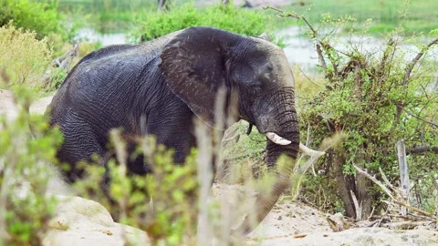 African elephant side profile walking across savanna habitat Video stock 272253500