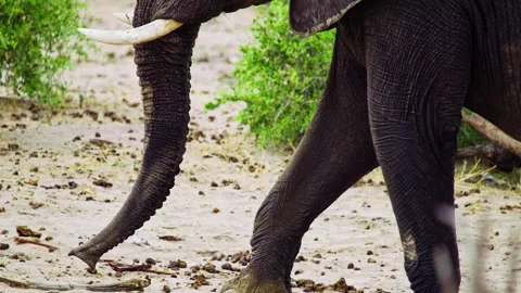 African elephant side profile walking across savanna habitat Stock Footage 272275729