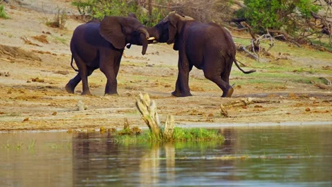 African elephant side profile walking across savanna habitat 库存影片 272289329
