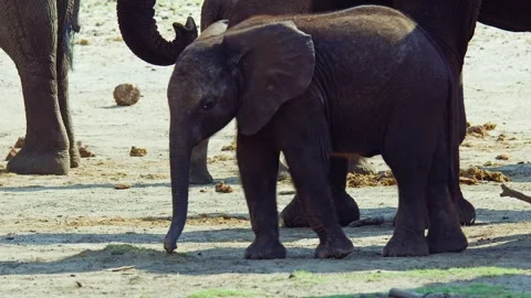 African elephant side profile walking across savanna habitat 库存影片 272292905