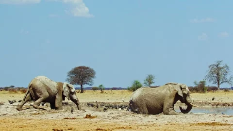 African elephant side profile walking across savanna habitat Stock Footage 272303254