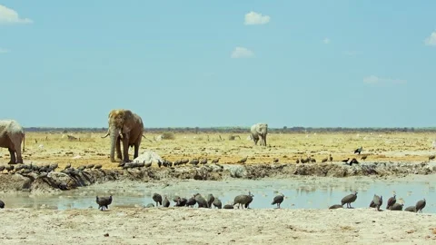African elephant side profile walking across savanna habitat Stock Footage 272304180