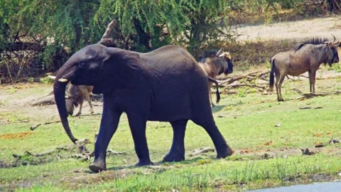 African elephant side profile walking across savanna habitat 库存影片 272321980