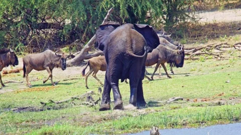 African elephant side profile walking across savanna habitat Stock Footage 272322480