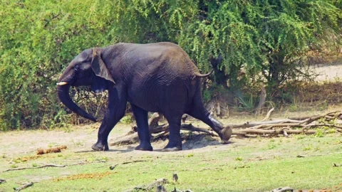 African elephant side profile walking across savanna habitat Stock Footage 272324441