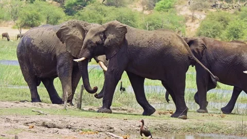 African elephant side profile walking across savanna habitat Stock Footage 272350276