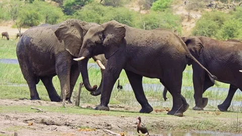 African elephant side profile walking across savanna habitat Stock Footage 272351834