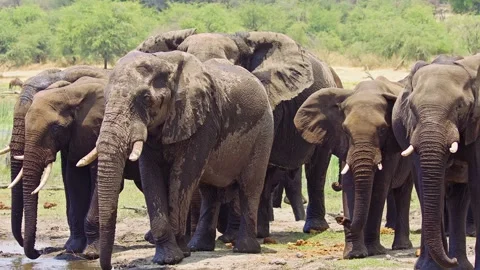 African elephant side profile walking across savanna habitat 库存影片 272357555