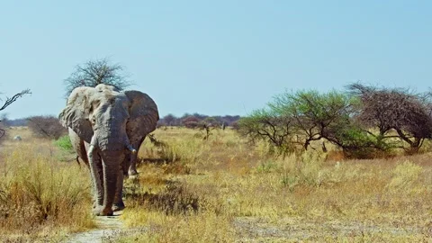 African elephant side profile walking across savanna habitat Video stock 272406084
