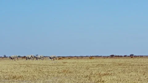 African elephant side profile walking across savanna habitat Stock Footage 272407853
