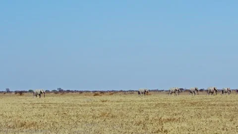 African elephant side profile walking across savanna habitat Stock Footage 272408737