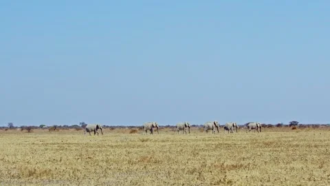 African elephant side profile walking across savanna habitat Stock Footage 272410021