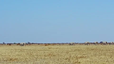 African elephant side profile walking across savanna habitat Stock Footage 272411148