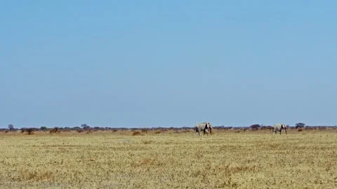 African elephant side profile walking across savanna habitat Stock Footage 272411312