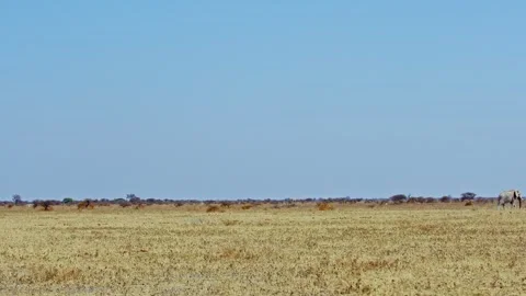 African elephant side profile walking across savanna habitat Stock Footage 272412431