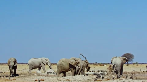 African elephant side profile walking across savanna habitat Video stock 272414181
