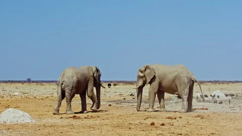 African elephant side profile walking across savanna habitat Stock Footage 272428962