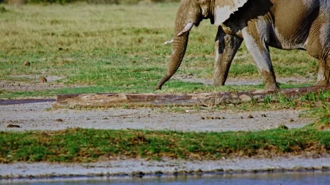 African elephant side profile walking across savanna habitat 库存影片 272435861