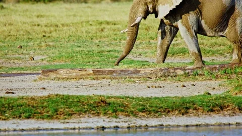 African elephant side profile walking across savanna habitat Stock Footage 272436016