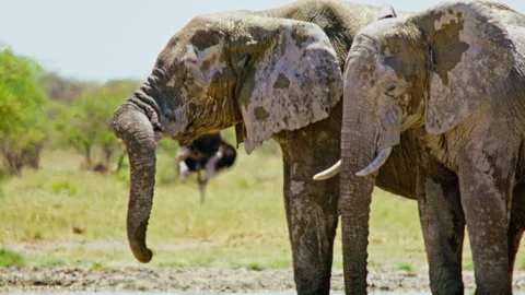 African elephant side profile walking across savanna habitat Stock Footage 272443697
