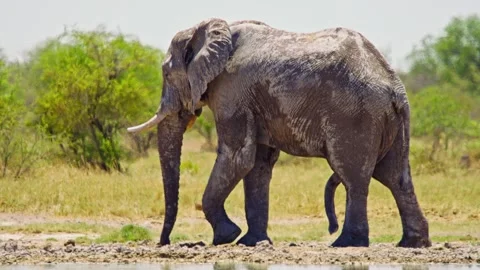 African elephant side profile walking across savanna habitat Stock Footage 272459862