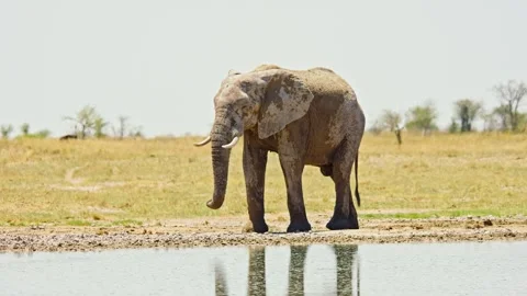African elephant side profile walking across savanna habitat Stock Footage 272472600