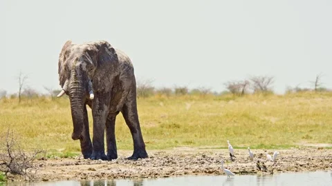 African elephant side profile walking across savanna habitat Stock Footage 272477120