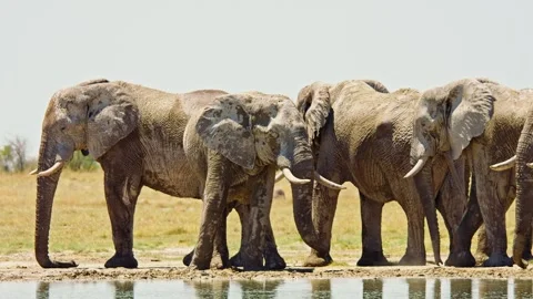 African elephant side profile walking across savanna habitat Video stock 272479192