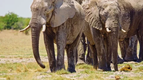 African elephant side profile walking across savanna habitat Stock-Footage 272537828