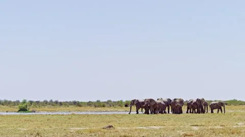 African elephant side profile walking across savanna habitat Stock Footage 272556275