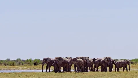 African elephant side profile walking across savanna habitat Stock Footage 272557484