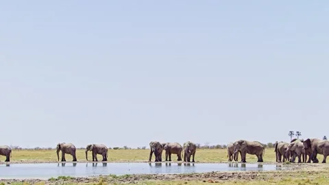 African elephant side profile walking across savanna habitat Stock Footage 272560527