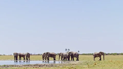 African elephant side profile walking across savanna habitat 库存影片 272561448