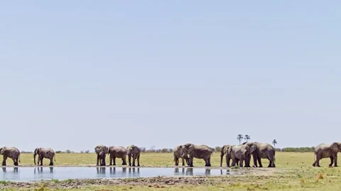 African elephant side profile walking across savanna habitat Stock Footage 272562204