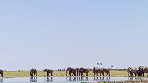 African elephant side profile walking across savanna habitat 库存影片 272563109