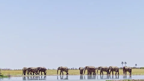 African elephant side profile walking across savanna habitat Stock Footage 272564162