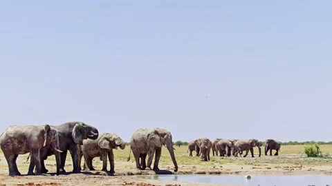 African elephant side profile walking across savanna habitat Stock Footage 272564330