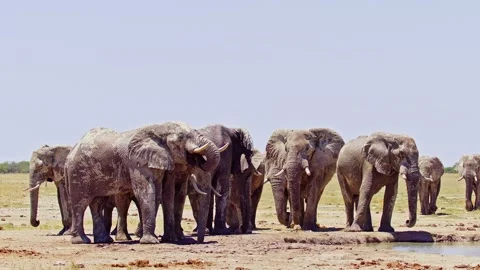 African elephant side profile walking across savanna habitat Stock Footage 272565990