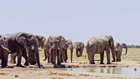 African elephant side profile walking across savanna habitat Vidéo 272566657