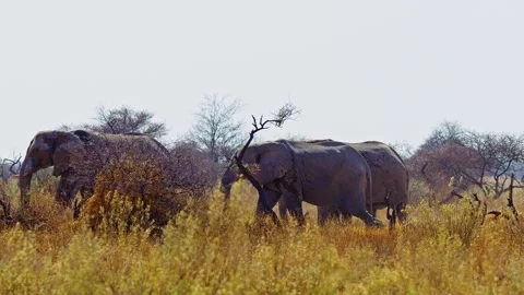 African elephant side profile walking across savanna habitat Video stock 272567080